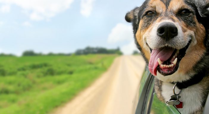 Camping With A Dog - Camping avec un chien