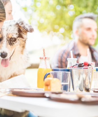 Happy friends doing breakfast brunch meal in nature with home pet