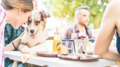 Happy friends doing breakfast brunch meal in nature with home pet