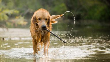 Un chien se promène dans un camping
